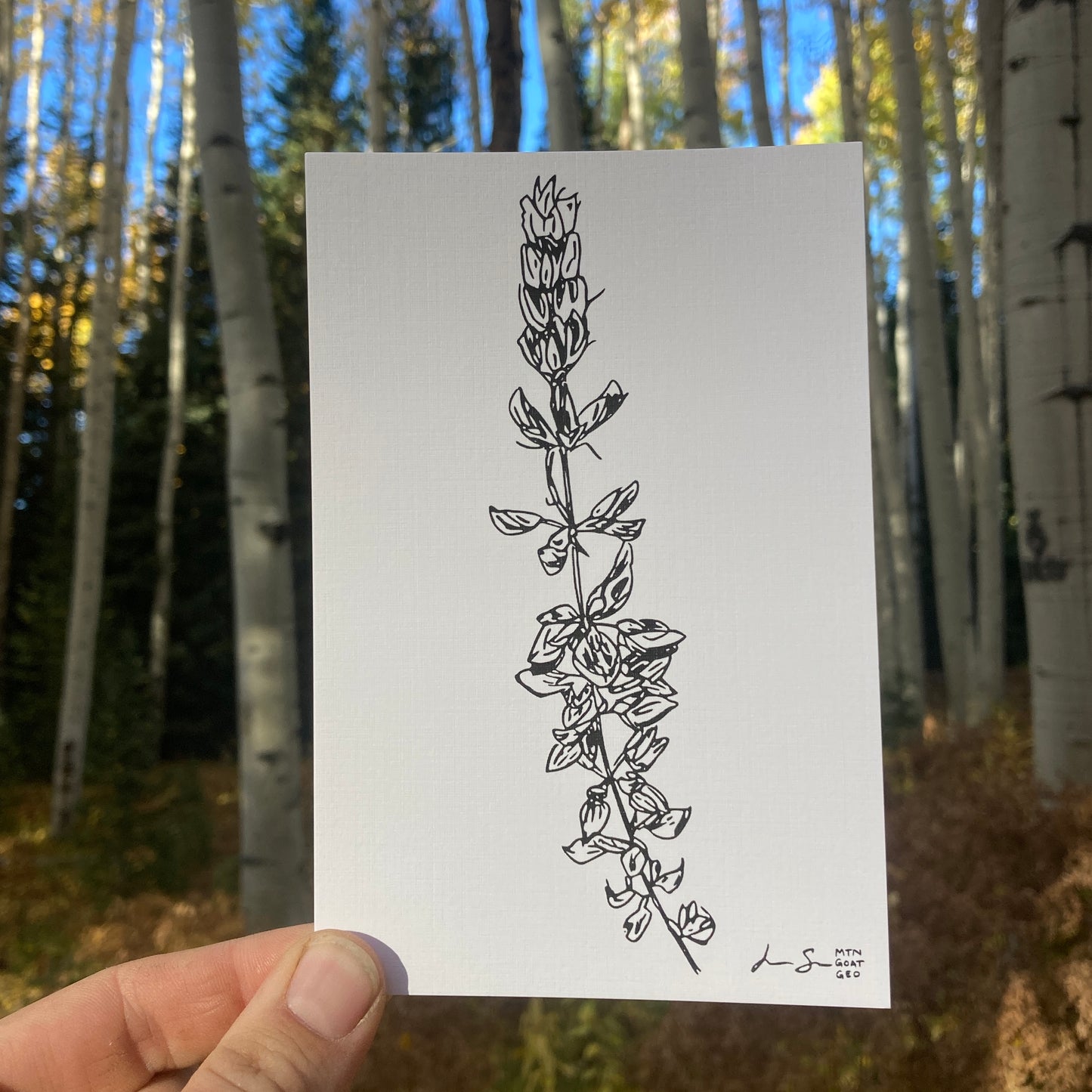 Sierra Lupine Print