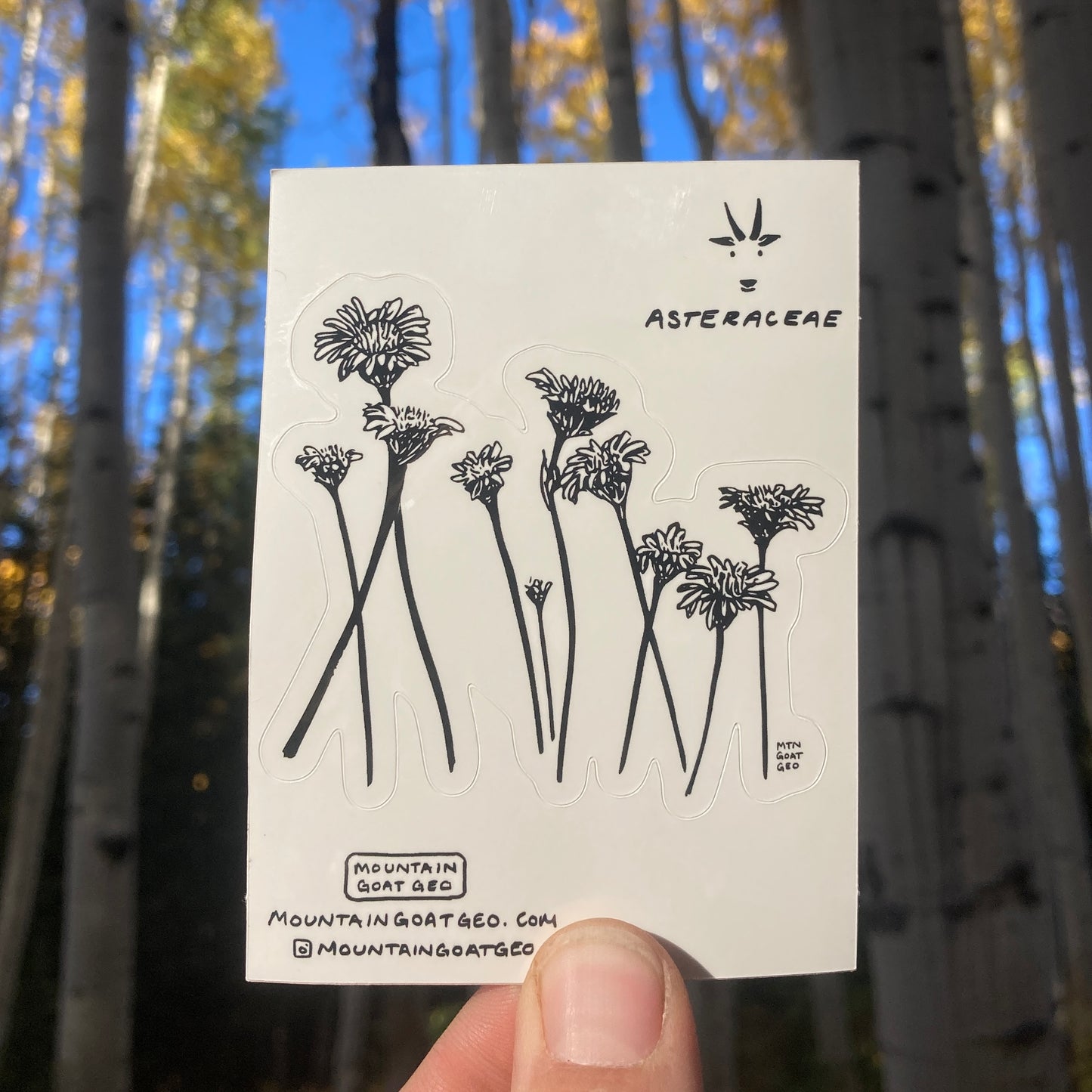 Asteraceae Sticker