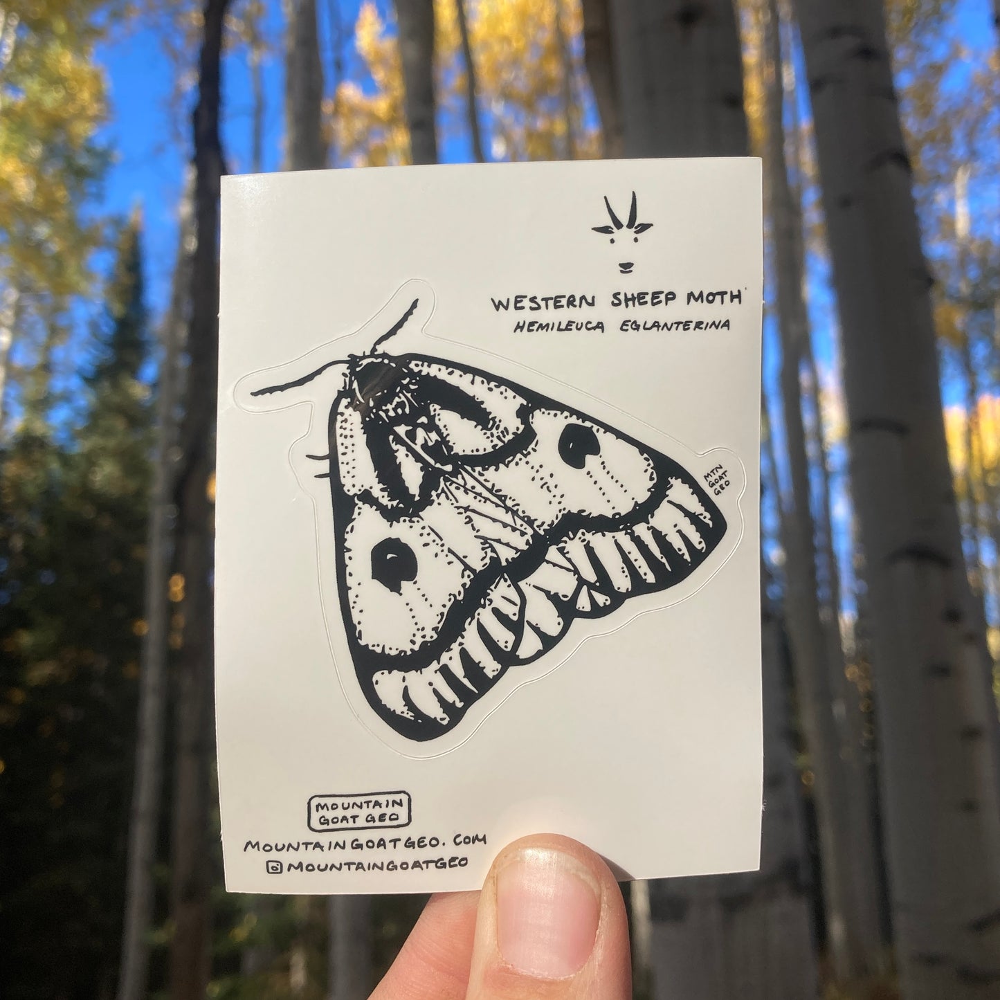 Western Sheep Moth Sticker