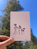 Asteracae Print - version 1