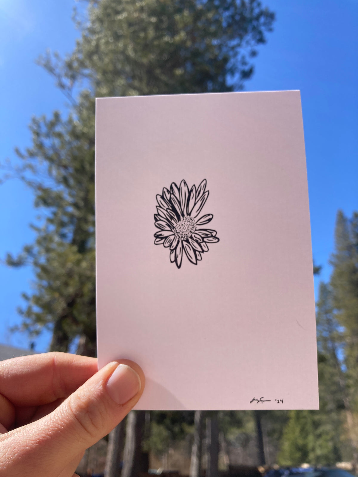 Aster Bloom