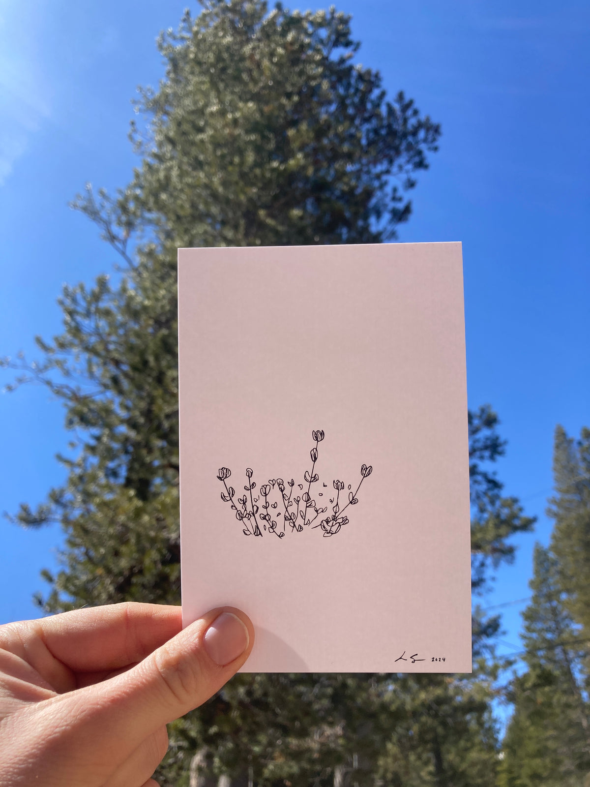 Weak-Stem Stonecrop