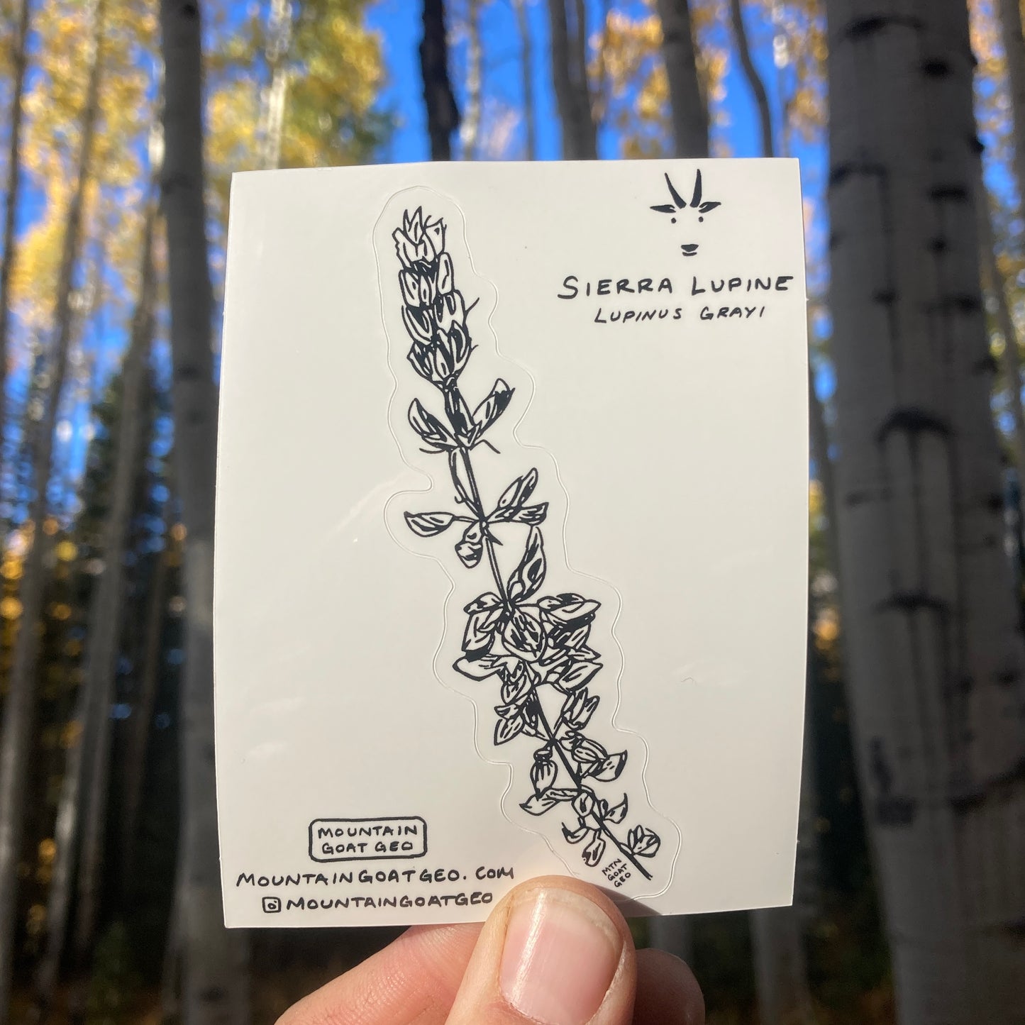 Sierra Lupine Sticker