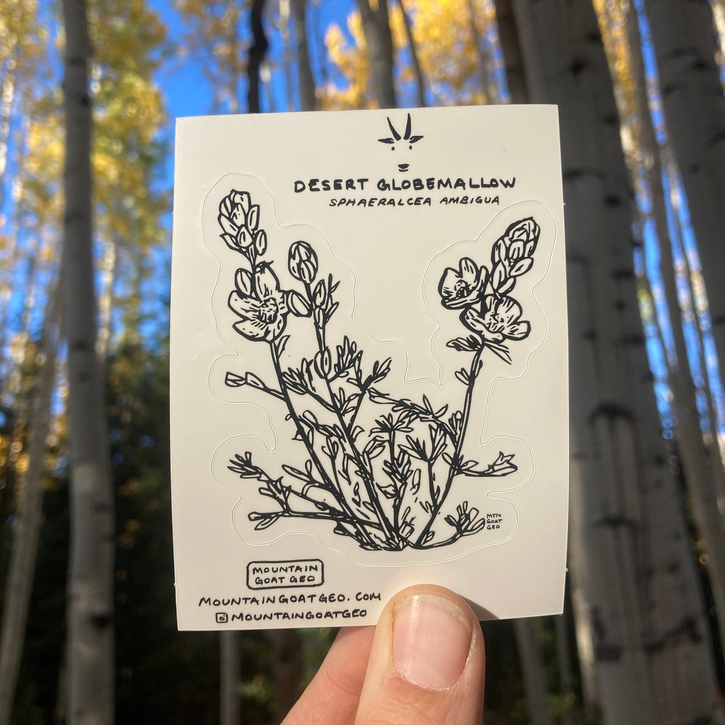 Desert Globemallow Sticker